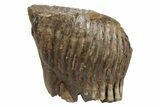 Fossil Woolly Mammoth Molar - Siberia #235034-1